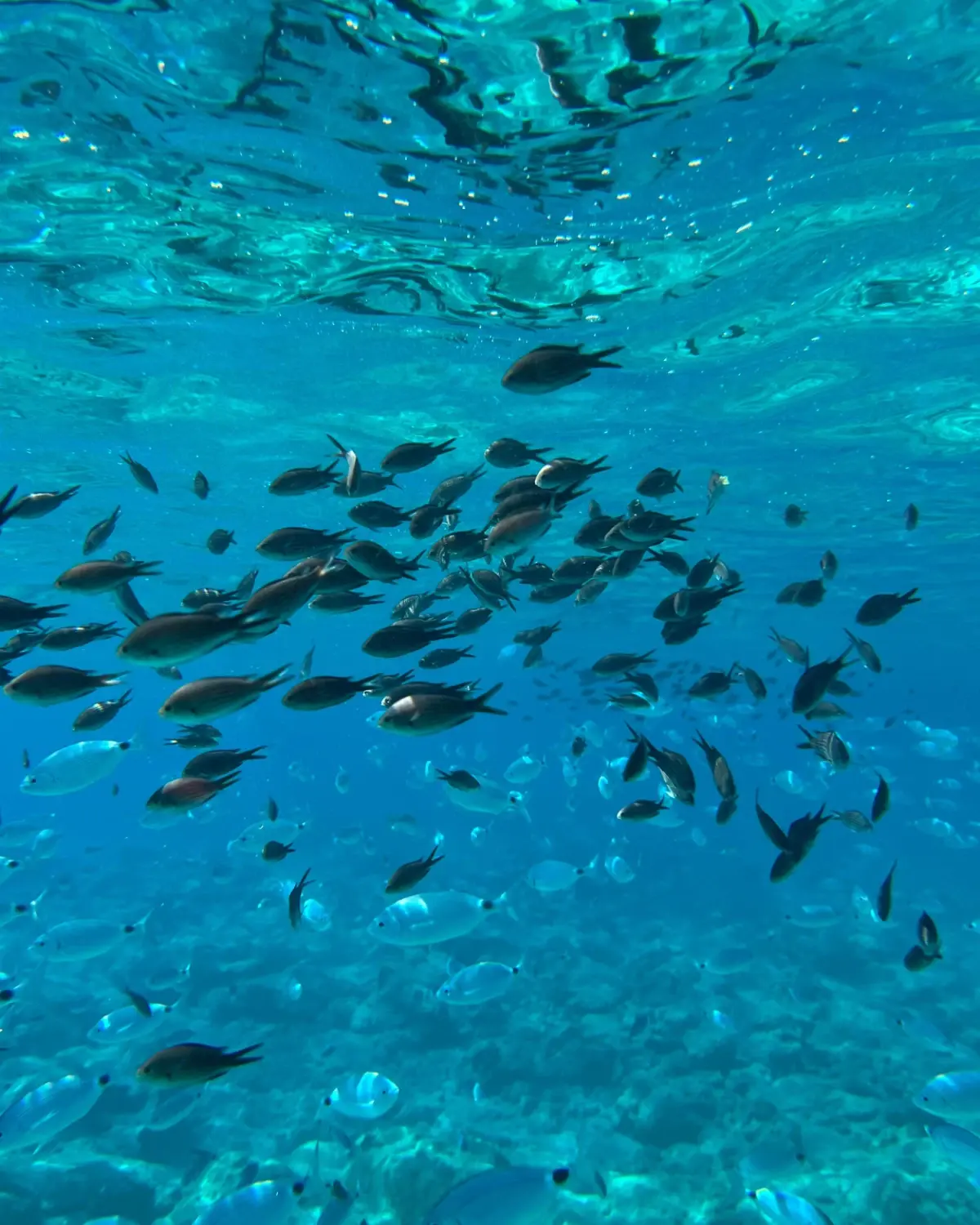 AGEM Excursions — excursions en Martinique