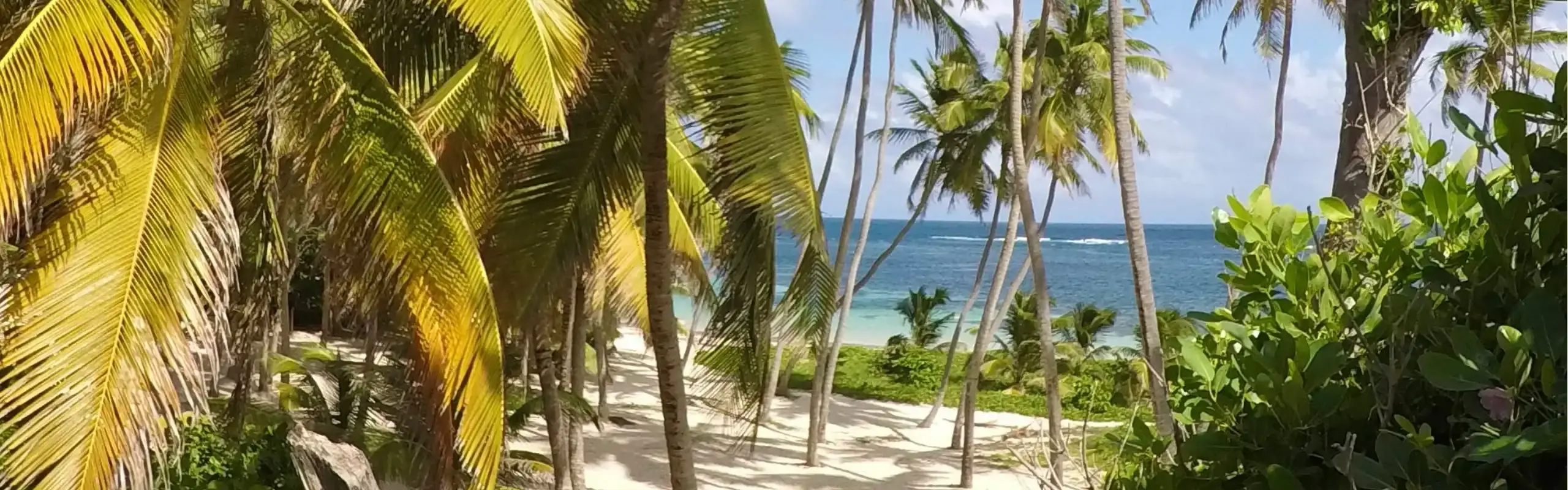 Sentier bordé de cocotiers menant à une plage de sable blanc et à la mer turquoise en Martinique
