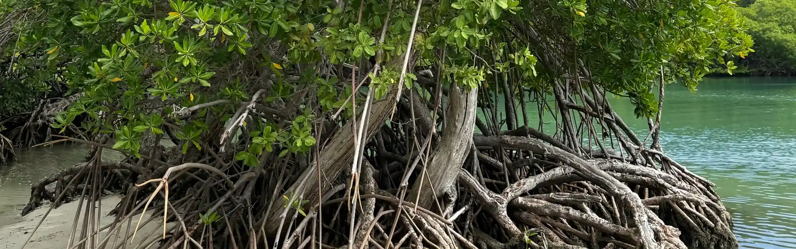 Racines de palétuviers d'une mangrove plongeant dans une eau turquoise