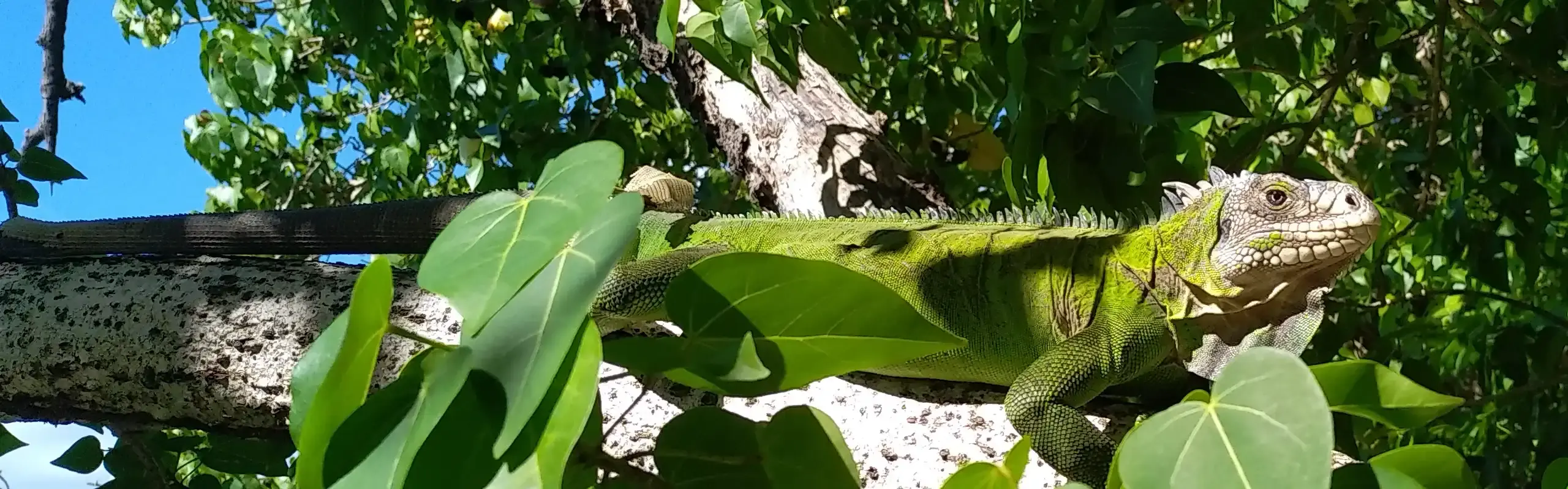 Iguane vert perché sur une branche au milieu du feuillage tropical