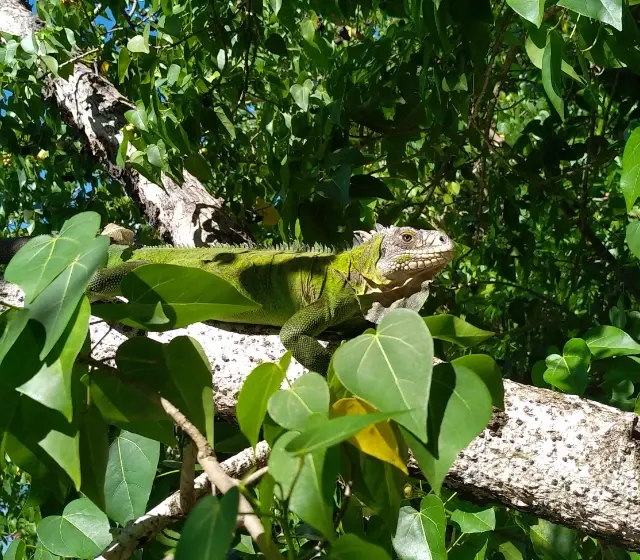 Iguane vert des Antilles à l'abri dans la canopée