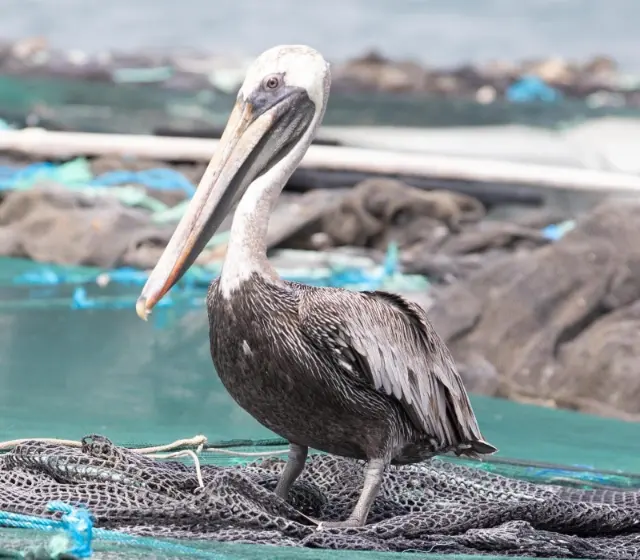 Pélican brun posté près des filets de pêche