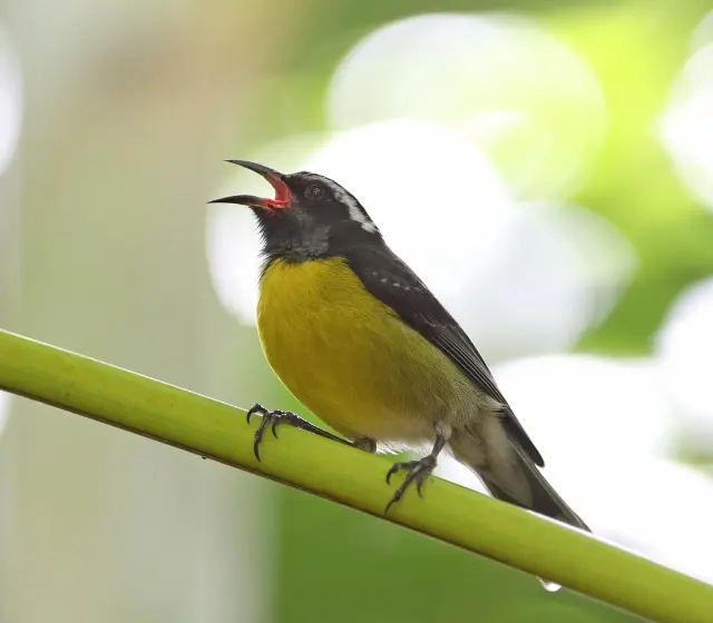 Sucrier à ventre jaune, emblème ailé de la Martinique