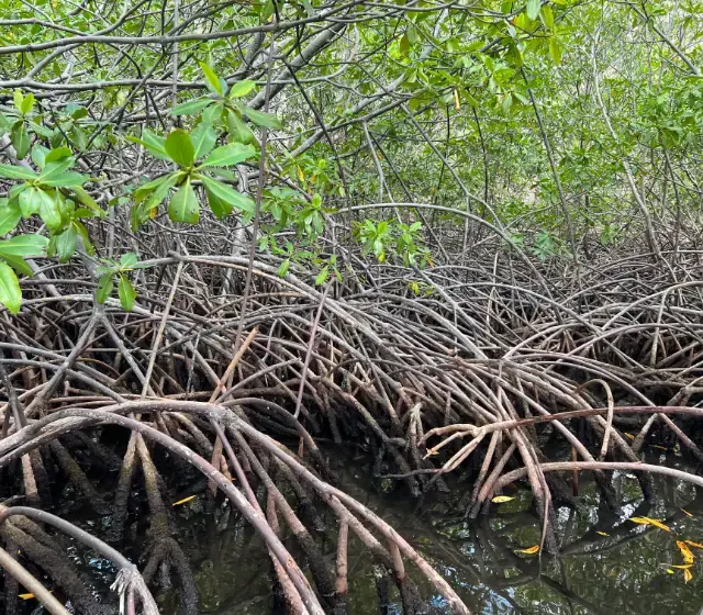 Racines de mangrove, refuge de biodiversité