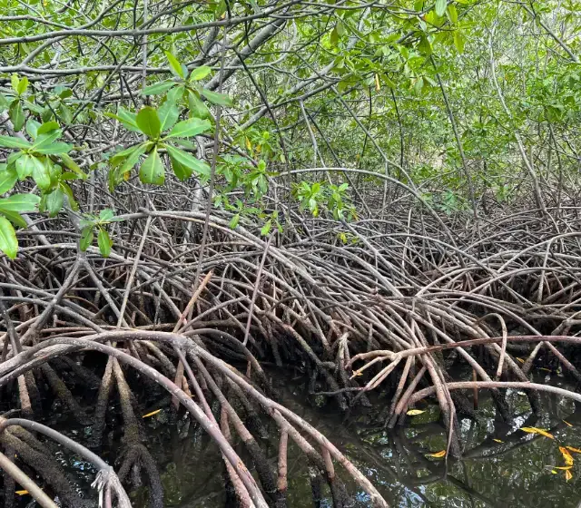 Enchevêtrement de racines de palétuviers dans une mangrove martiniquaise