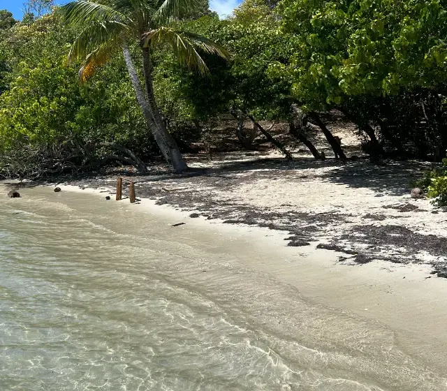 Petite plage de sable clair d'un îlet, bordée d'arbres et d'un cocotier, au bord d'une eau calme et peu profonde