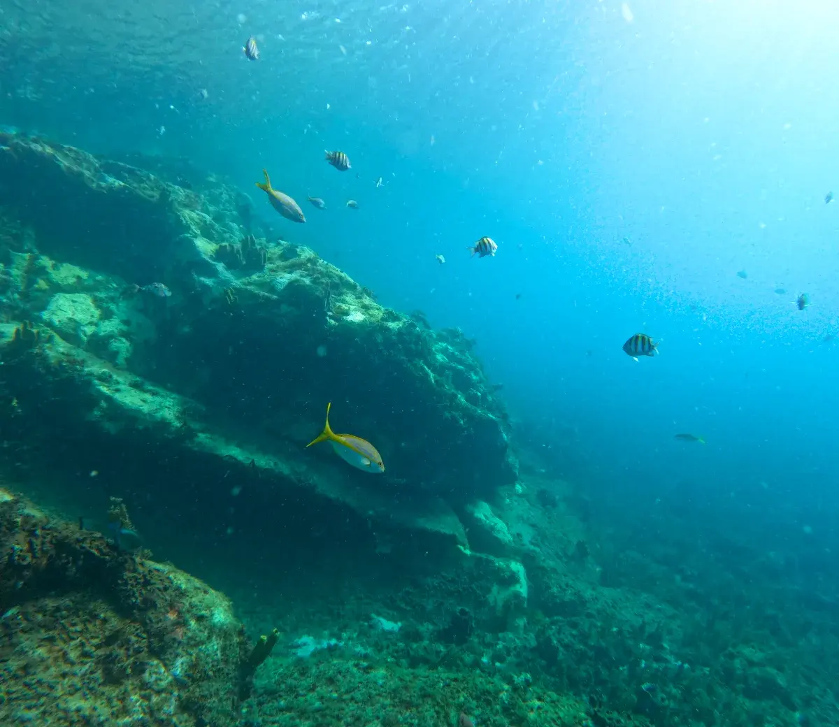 Fond de récif vu sous l'eau : roches colonisées, poissons de récif et eau bleue traversée par la lumière