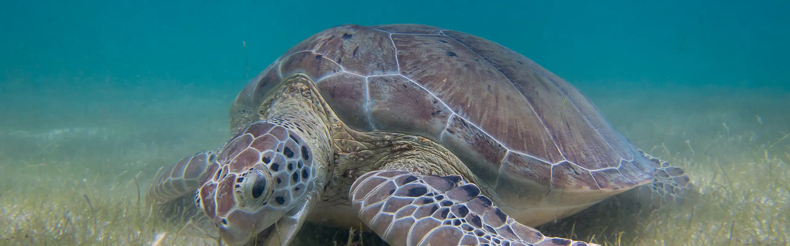 Tortue verte broutant un herbier sous-marin, dans une eau claire et peu profonde