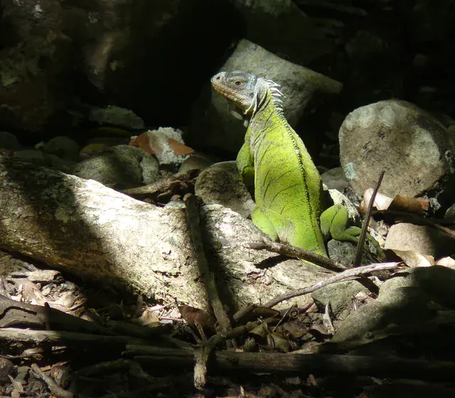 Iguane des Petites Antilles immobile parmi les rochers et le bois mort de l'îlet Chancel